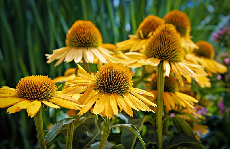 Echinacea